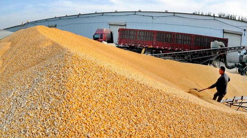 2018年農(nóng)村經(jīng)濟形勢嚴峻，農(nóng)民增收困難，出路何在？