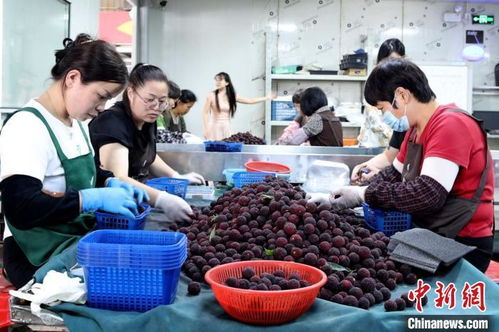 八閩千姿 僑鄉(xiāng)楊梅紅透山海，初級農(nóng)產(chǎn)品收購助力產(chǎn)業(yè)升級