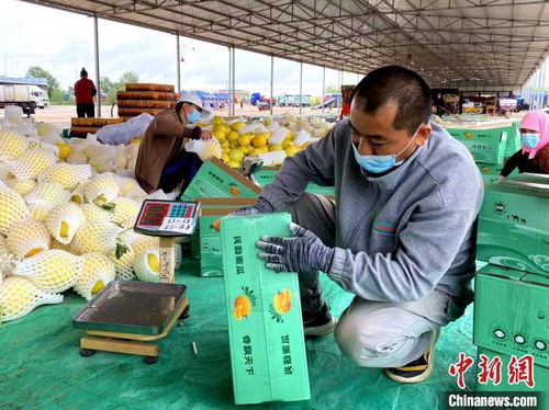 數(shù)字標簽賦能甘肅大漠蜜瓜，初級農(nóng)產(chǎn)品收購打響金字招牌